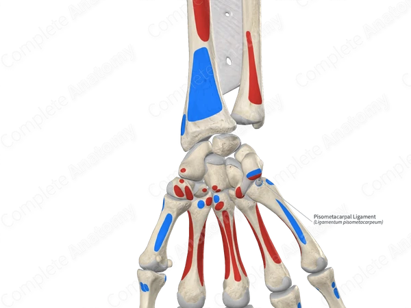 Pisometacarpal Ligament 