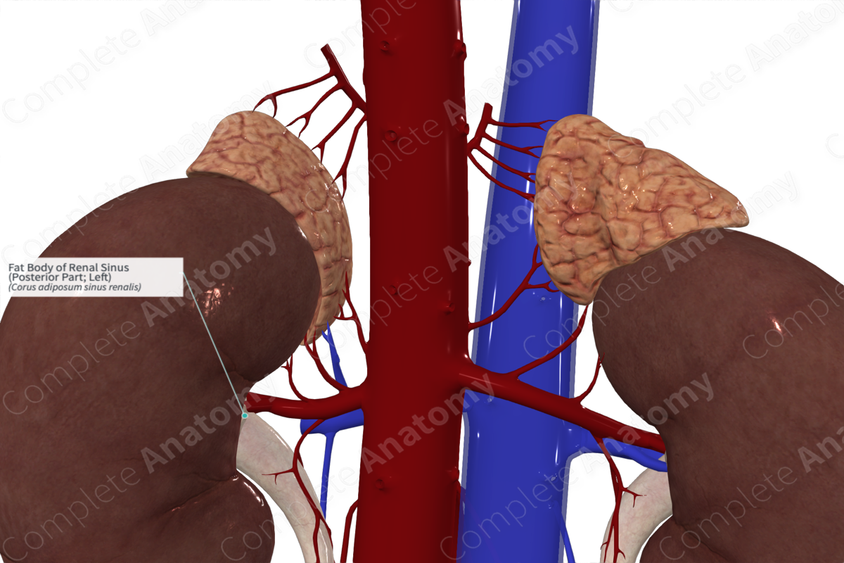 Fat Body of Renal Sinus (Posterior Part; Left)