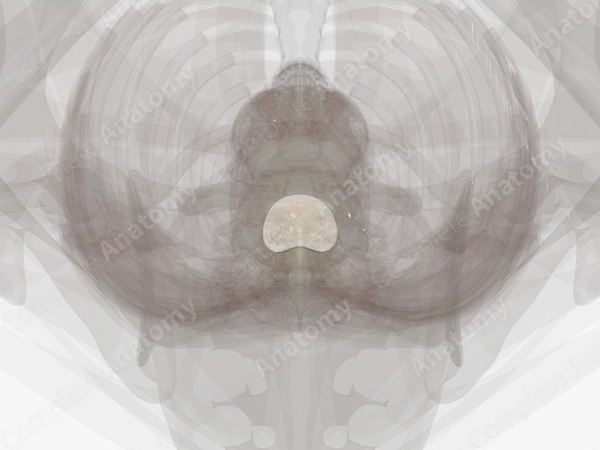 Intervertebral Disc (T11-T12)