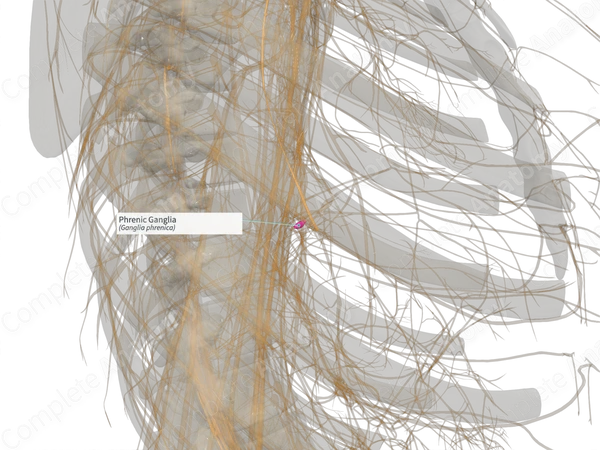 Phrenic Ganglia (Right)