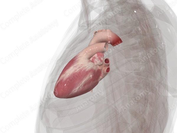 Heart