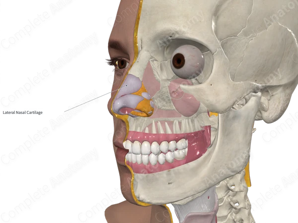 Lateral Nasal Cartilage