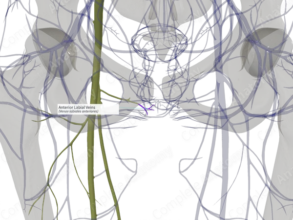 Anterior Labial Veins (Left)