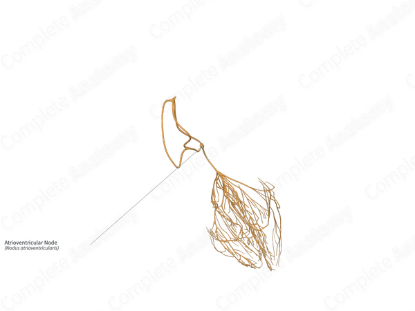 Atrioventricular Node