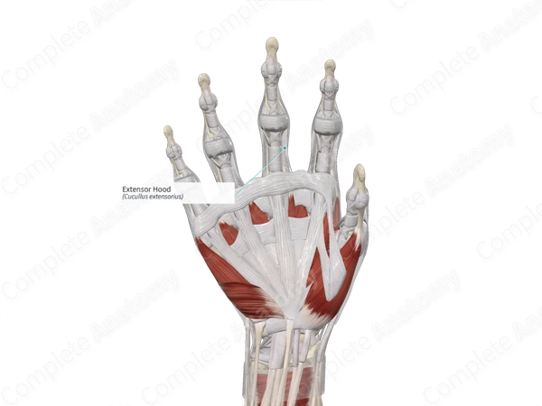 Extensor Hood 