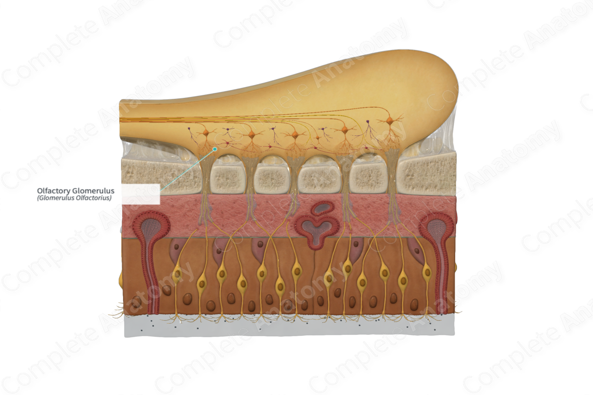 Olfactory Glomerulus