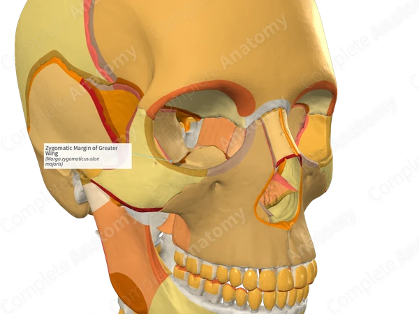 Zygomatic Margin of Greater Wing (Left)