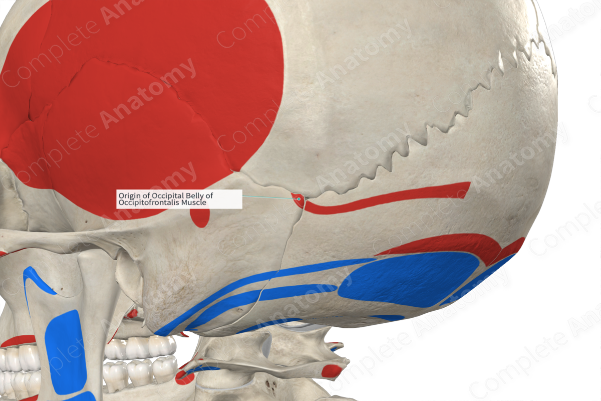 Origin of Occipital Belly of Occipitofrontalis Muscle