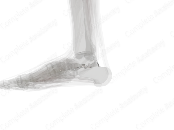 Subtalar Joint (Left)
