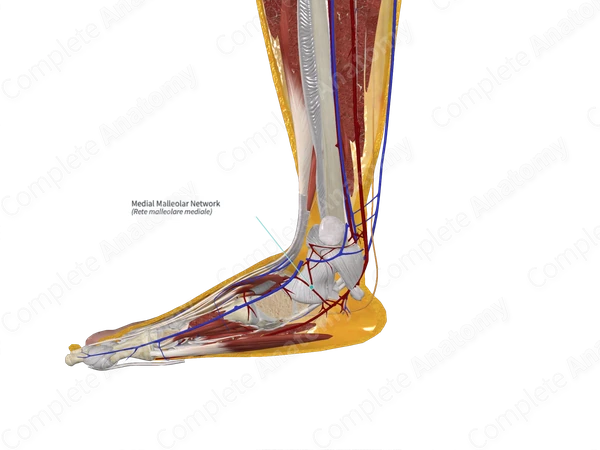 Medial Malleolar Network 