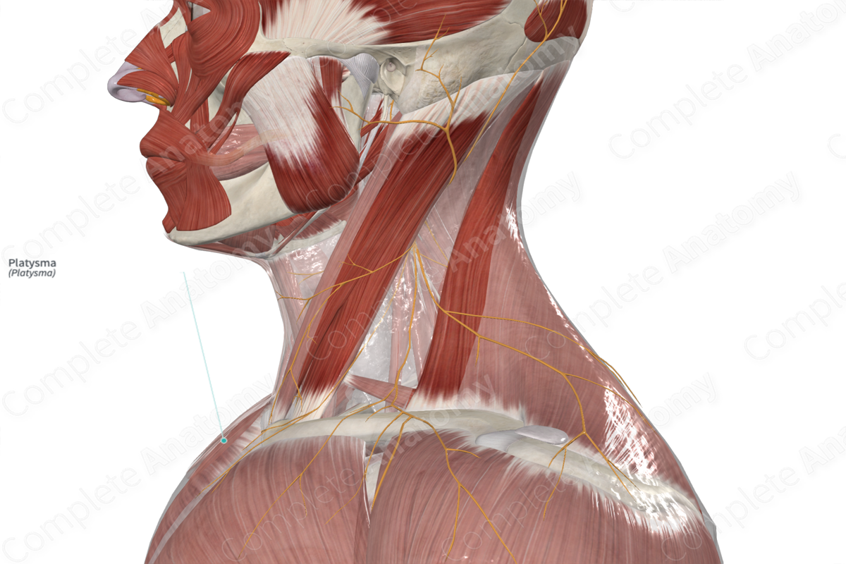 Platysma