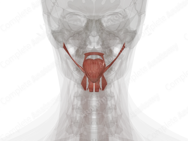 Muscles of Tongue