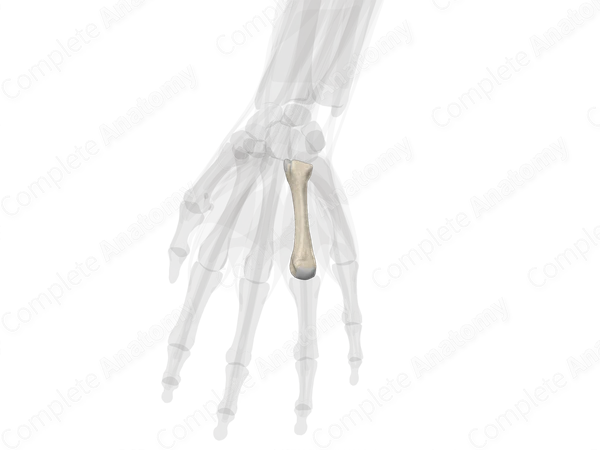 Fourth Metacarpal Bone (Left)