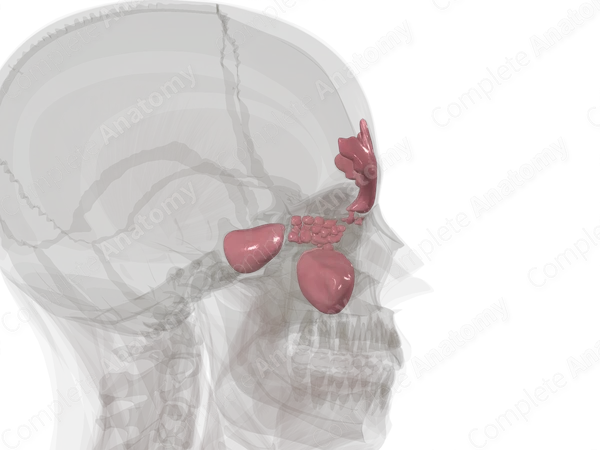 Paranasal Sinuses