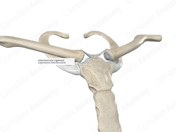 Interclavicular Ligament
