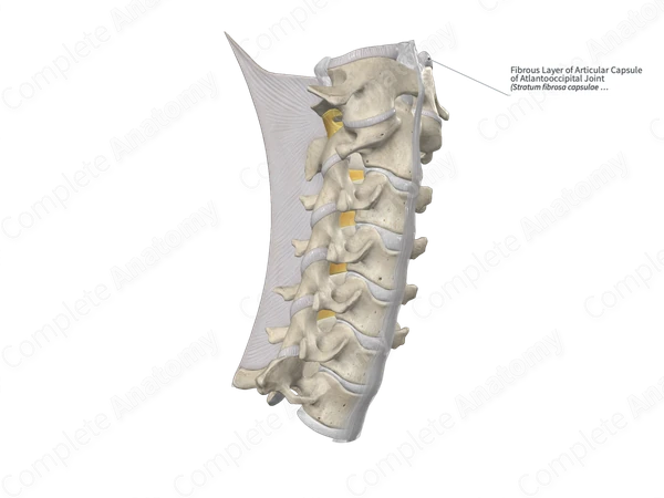 Fibrous Layer of Articular Capsule of Atlantooccipital Joint