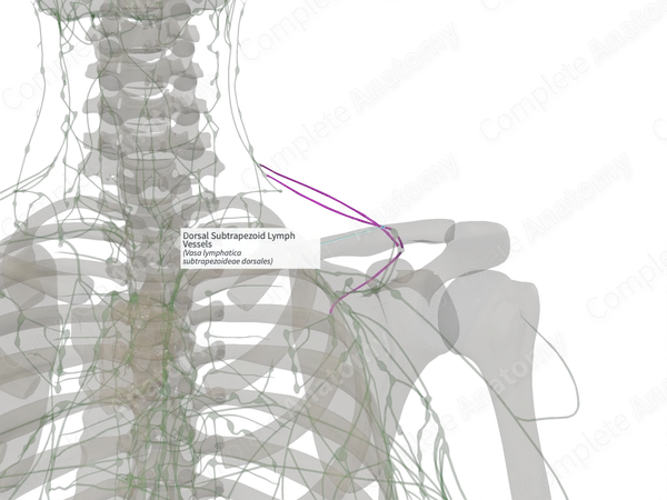Dorsal Subtrapezoid Lymph Vessels (Right)