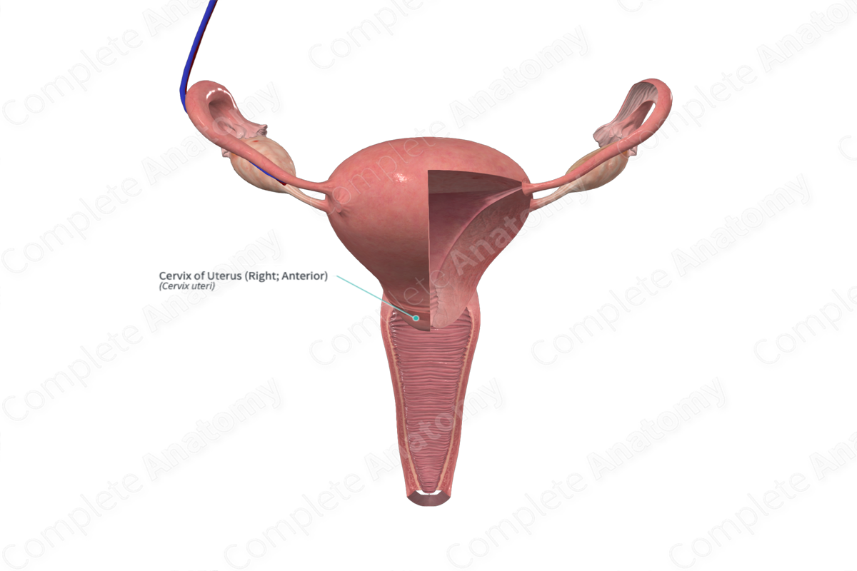 Cervix of Uterus (Right; Anterior)