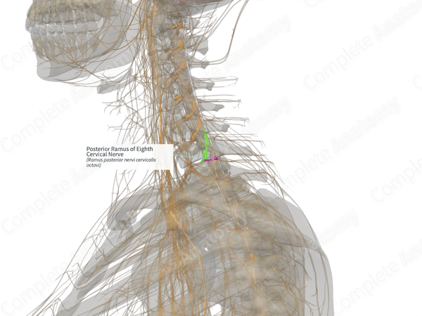 Posterior Ramus of Eighth Cervical Nerve (Left)
