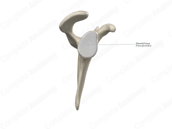 Glenoid Fossa