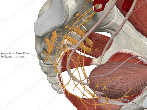 Anterior Ramus of Second Sacral Nerve