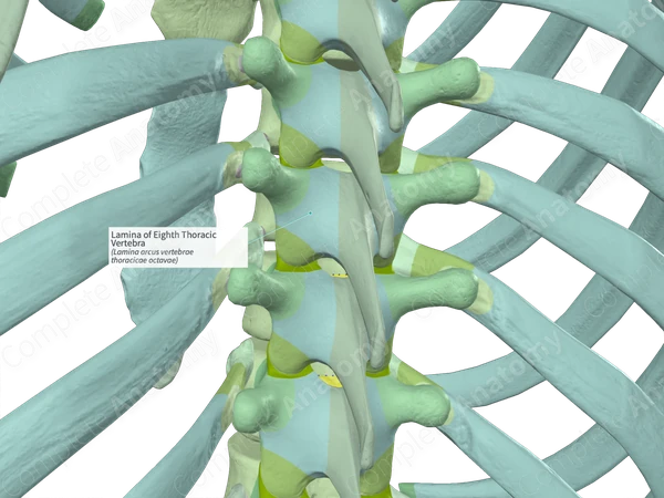 Lamina of Eighth Thoracic Vertebra (Right)