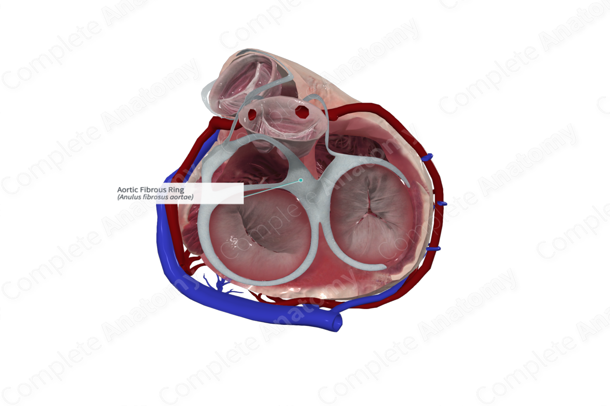 Aortic Fibrous Ring Complete Anatomy