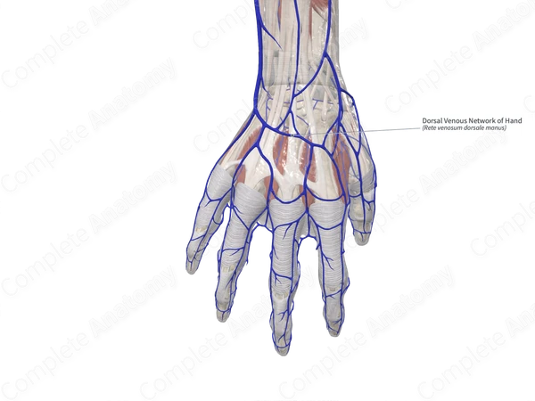 Dorsal Venous Network of Hand