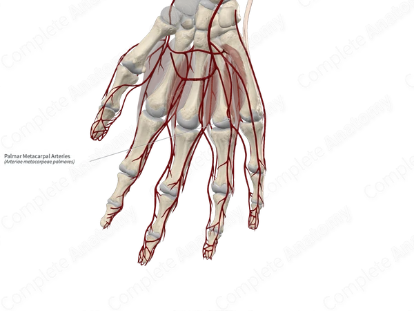 Palmar Metacarpal Arteries