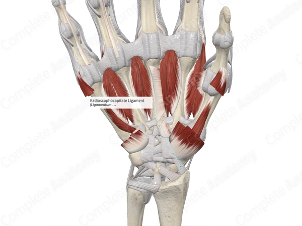 Radioscaphocapitate Ligament