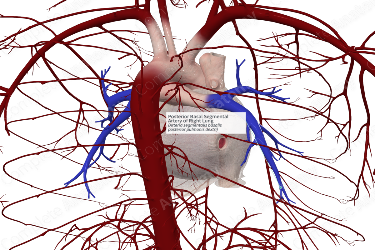 Posterior Basal Segmental Artery of Right Lung