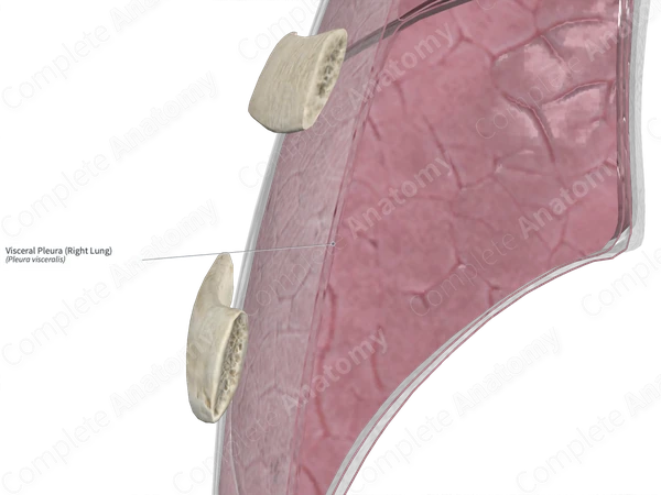 Visceral Pleura (Right Lung)