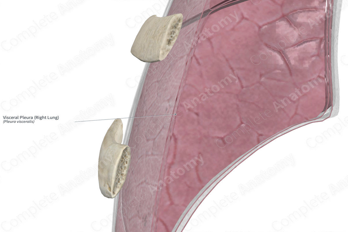 Visceral Pleura (Right Lung)