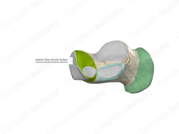 Anterior Talar Articular Surface 