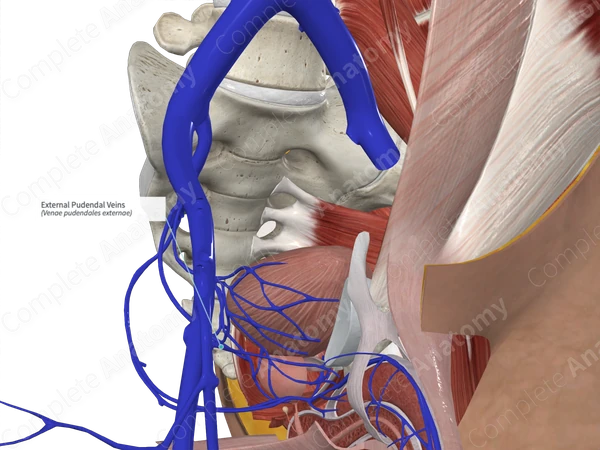 External Pudendal Veins