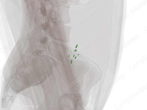 Common Iliac Nodes (Left)
