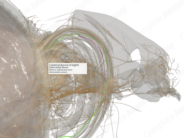 Collateral Branch of Eighth Intercostal Nerve (Right)