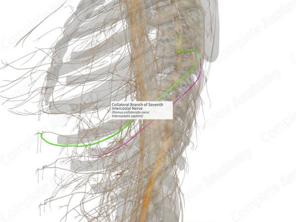 Collateral Branch of Seventh Intercostal Nerve (Right)