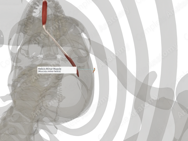 Helicis Minor Muscle (Right)