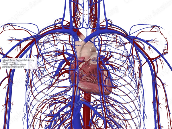 Lateral Basal Segmental Artery of Right Lung