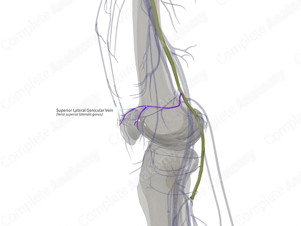Superior Lateral Genicular Vein (Left)