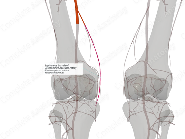 Saphenous Branch of Descending Genicular Artery (Right)