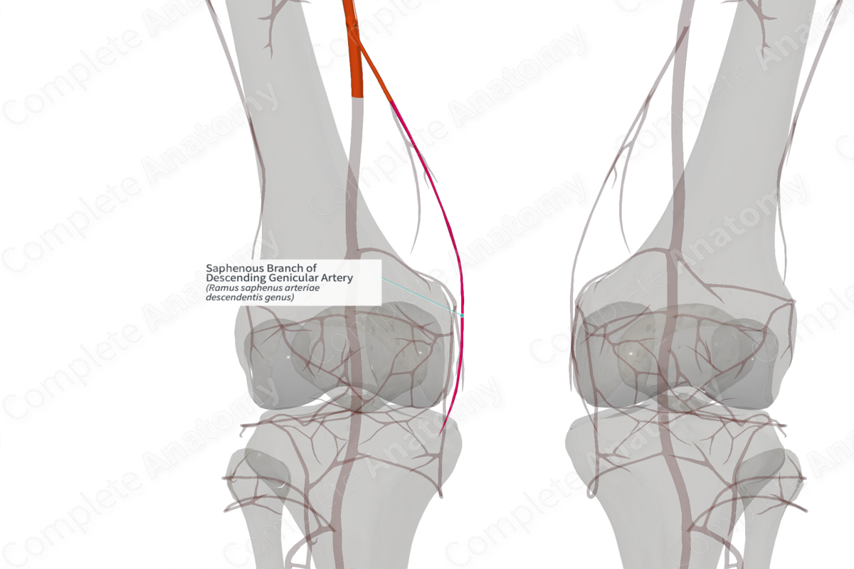 Saphenous Branch of Descending Genicular Artery (Right)