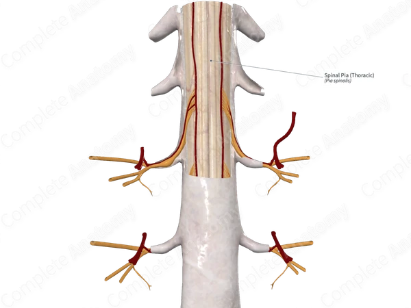 Spinal Pia (Thoracic)