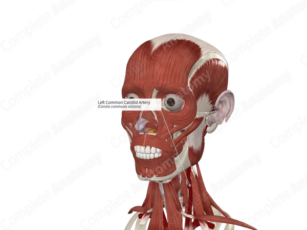Left Common Carotid Artery