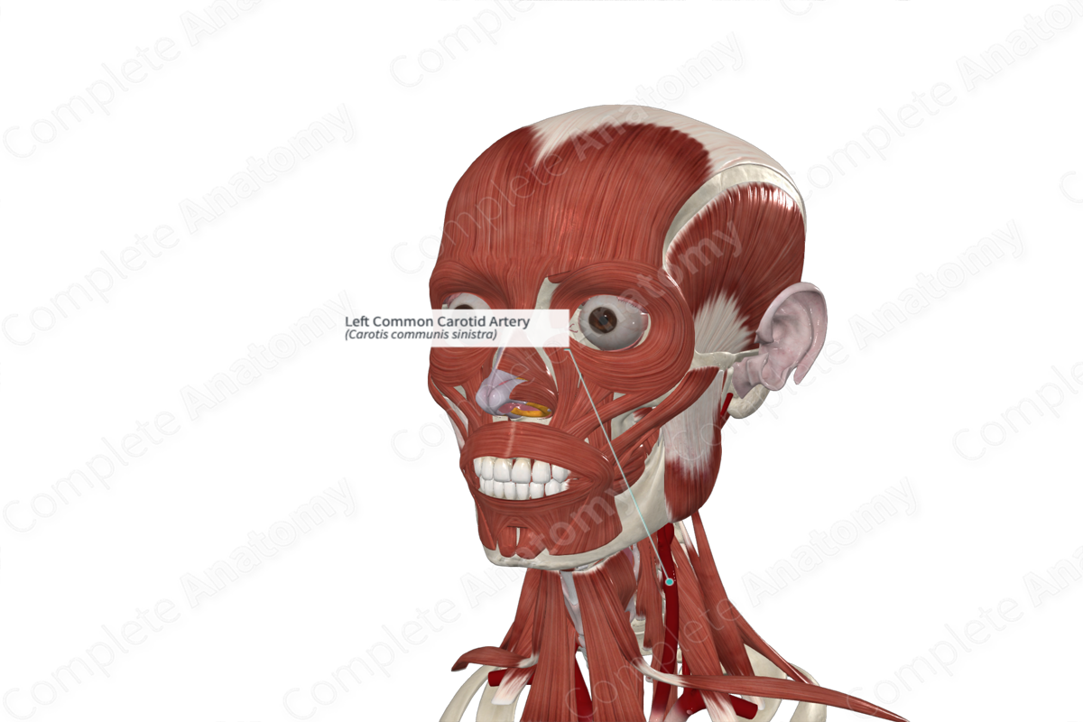 Left Common Carotid Artery