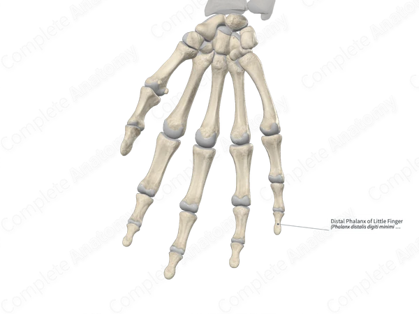 Distal Phalanx of Little Finger