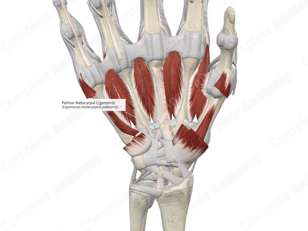 Palmar Metacarpal Ligaments