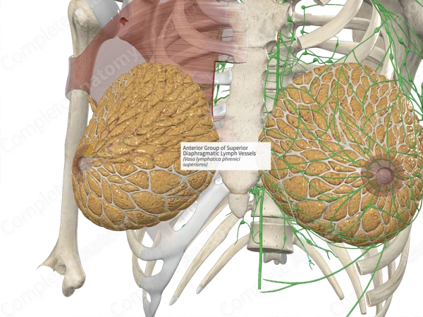 Anterior Group of Superior Diaphragmatic Lymph Vessels