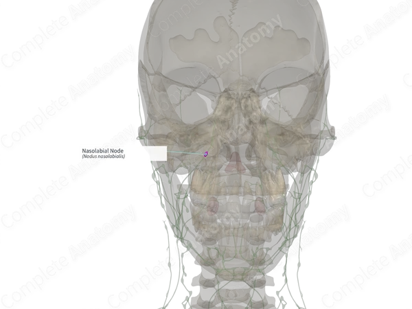 Nasolabial Node (Right)